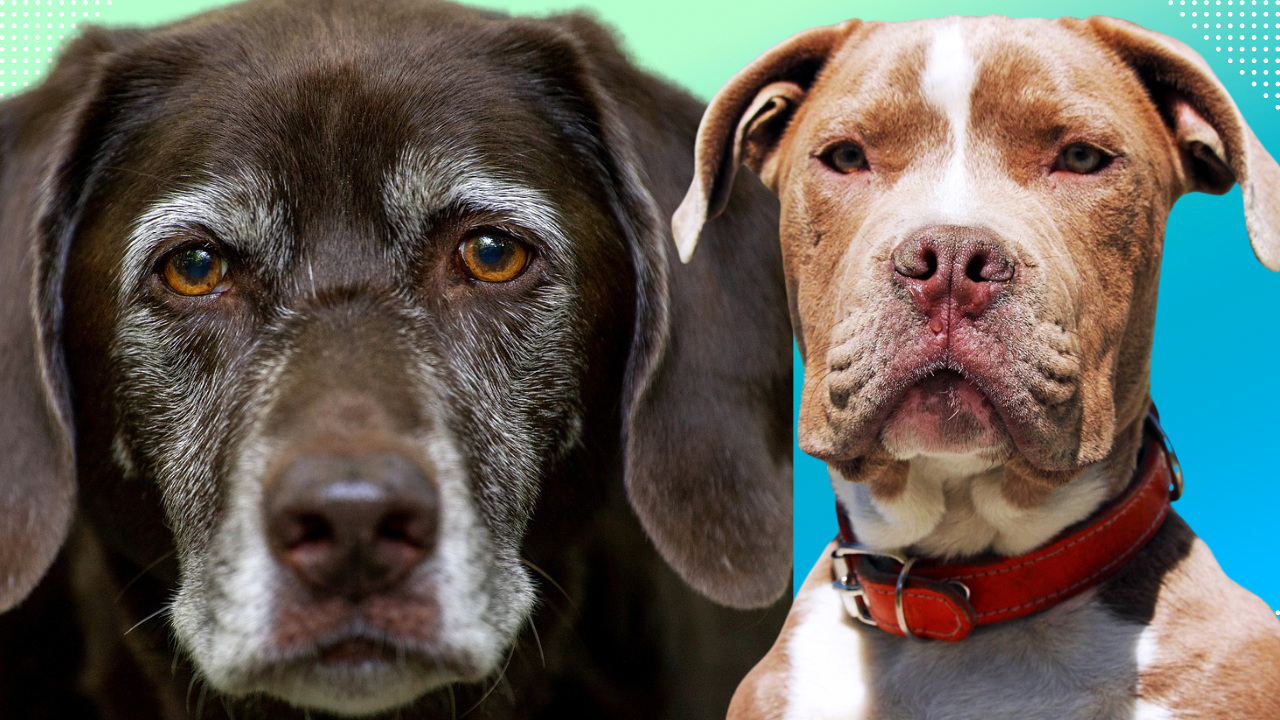 Labrador Retriever Pitbull Mix Everything you need to know